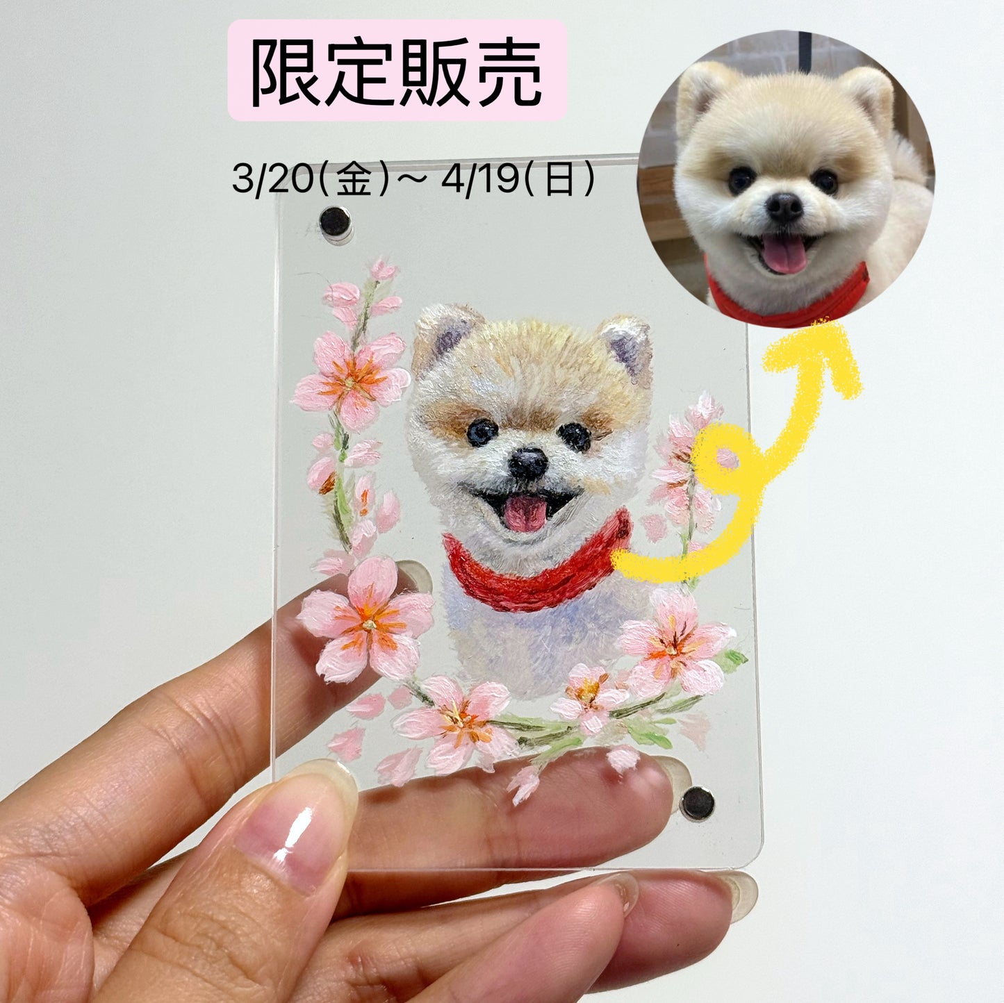 【4/19締切！】 桜限定マグネット